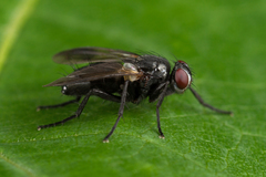 Paykullia maculata