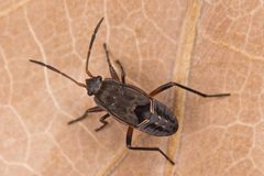 Rhyparochromus vulgaris