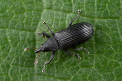 Magdalis ruficornis