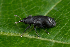 Magdalis ruficornis