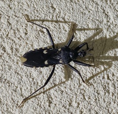 Acanthaspis obscura