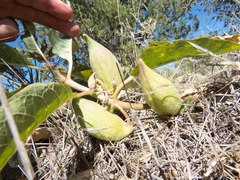Asclepias nyctaginifolia