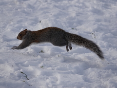 Sciurus carolinensis