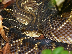 Crotalus durissus terrificus