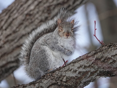 Sciurus carolinensis
