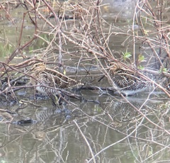 Gallinago delicata