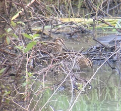 Gallinago delicata