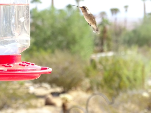 Black-chinned Hummingbird (Archilochus alexandri), a species recorded in Texas
