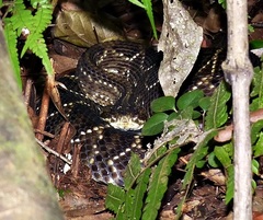 Crotalus durissus terrificus