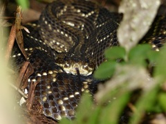 Crotalus durissus terrificus