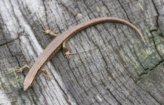 Oligosoma polychroma