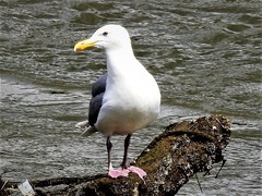 Larus occidentalis