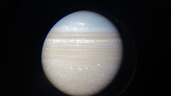 Charadrius alexandrinus