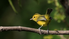 Vireo hypochryseus