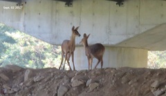 Hydropotes inermis argyropus