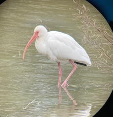 Eudocimus albus