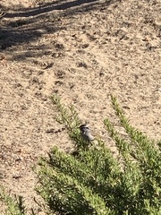 Zonotrichia leucophrys