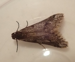 Exapate congelatella