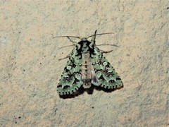 Meterana exquisita