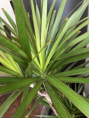 Dracaena reflexa angustifolia