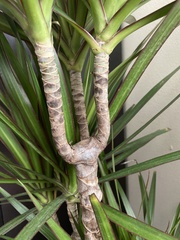 Dracaena reflexa angustifolia