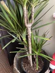 Dracaena reflexa angustifolia