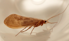 Halesus digitatus