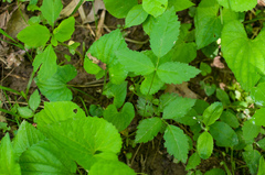 Rubus enslenii