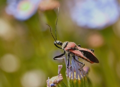 Rhynocoris segmentarius