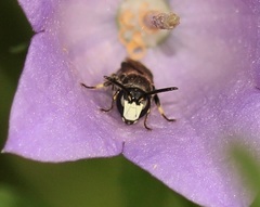 Hylaeus confusus