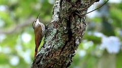 Lepidocolaptes leucogaster