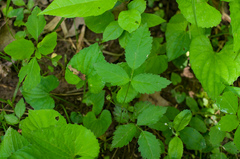 Rubus enslenii