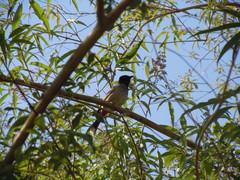 Pycnonotus cafer