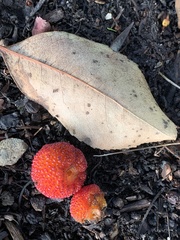 Ruptoseptoria unedonis