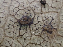 Ruptoseptoria unedonis