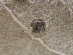 Ruptoseptoria unedonis