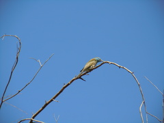 Merops cyanophrys
