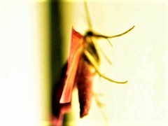 Pyrausta inornatalis