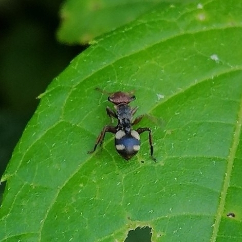 Cephalotes umbraculatus