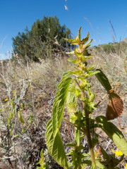 Acalypha neomexicana