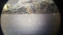 Xenus cinereus