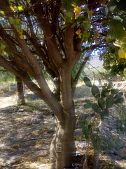 Erythrina americana