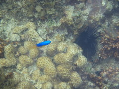 Pomacentrus caeruleus