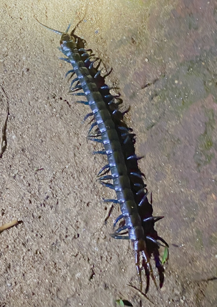 African Giant Centipede from Kameza, Blantyre, Province du Sud, MW on ...