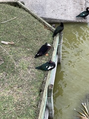 Cairina moschata domestica