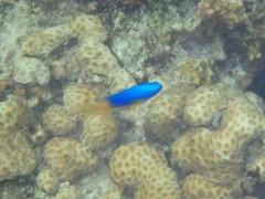 Pomacentrus caeruleus