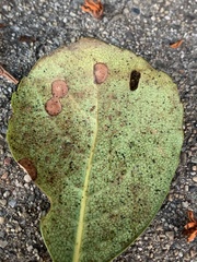 Diplocarpon