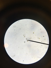Anthophysa
