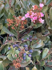 Diplocarpon