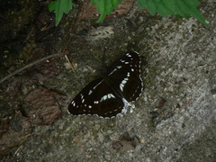 Limenitis helmanni